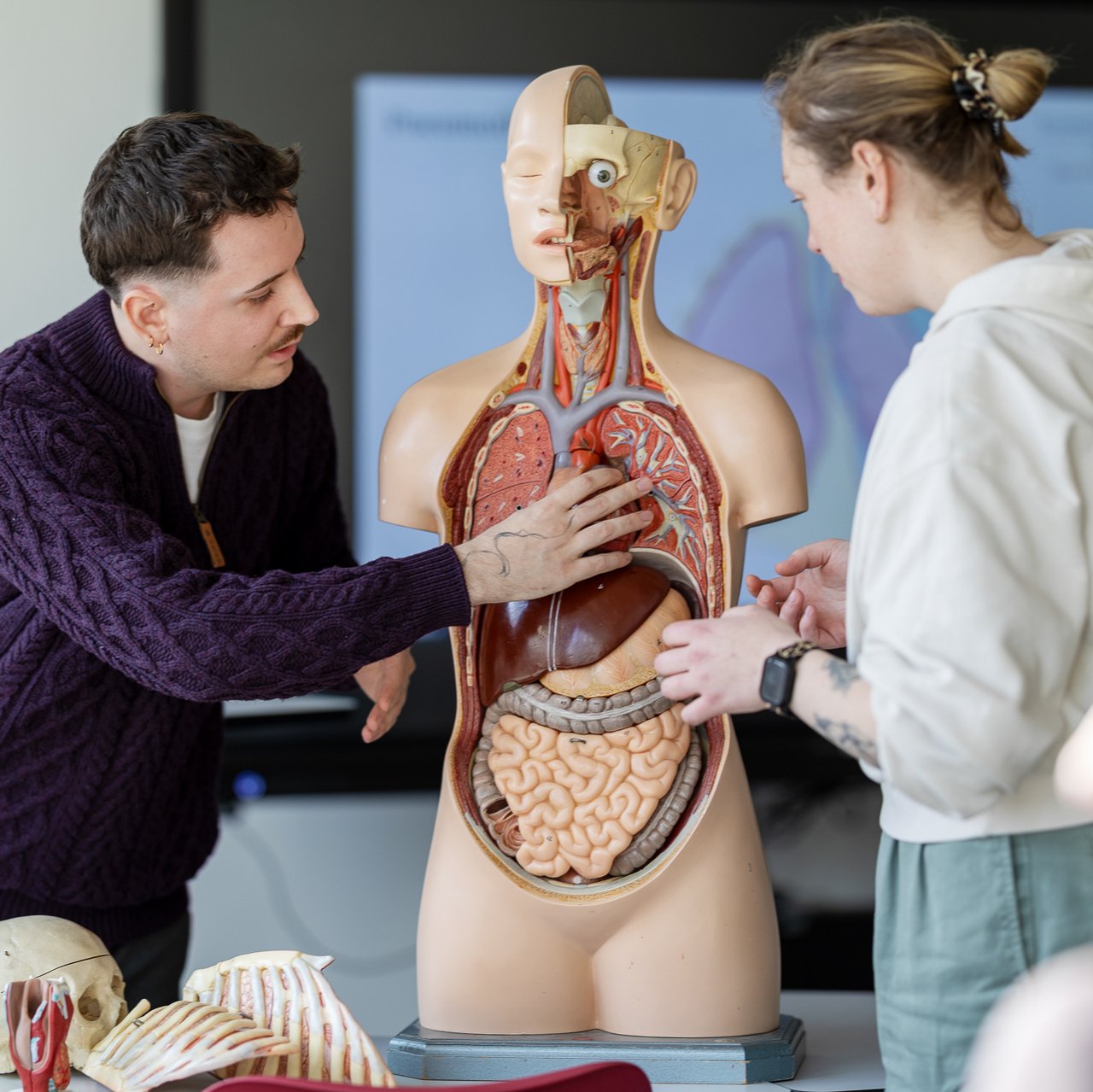 Ein Lehrer zeigt einer Schülerin die Organe des Menschen an einem Model