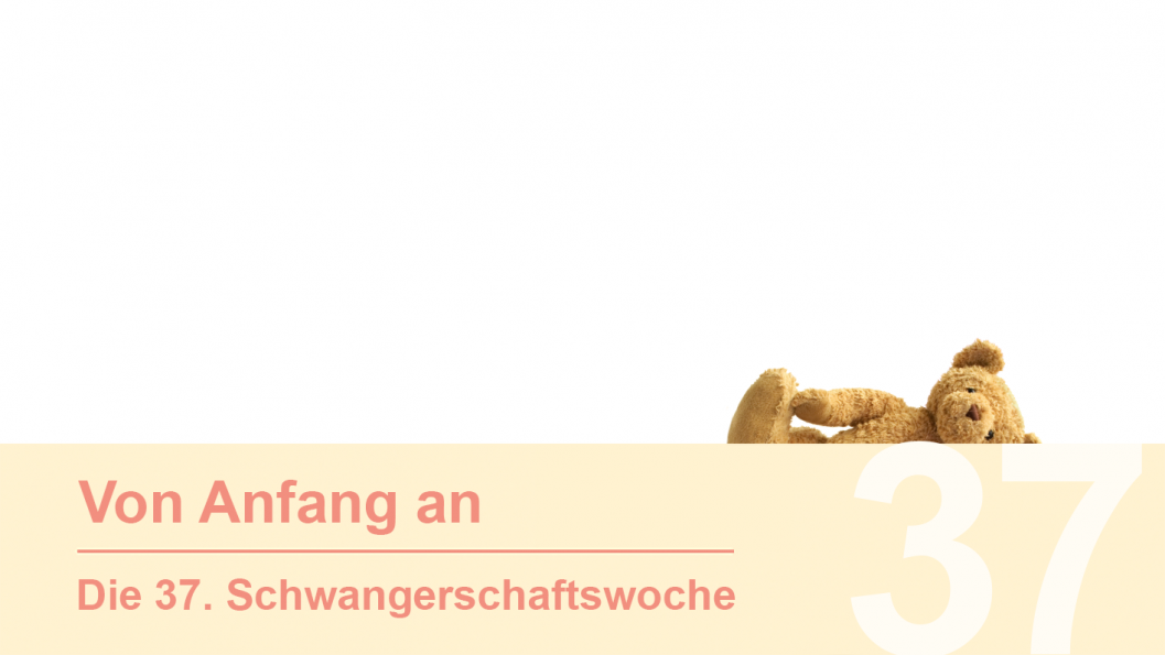 Gruppe 37 Gruppe 37